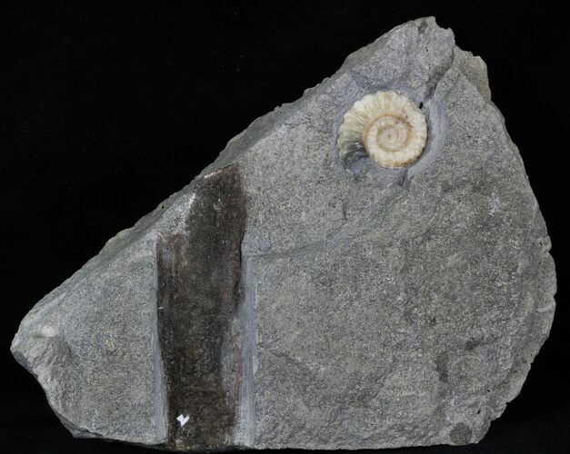 Promicroceras Ammonite - Dorset, England #30713